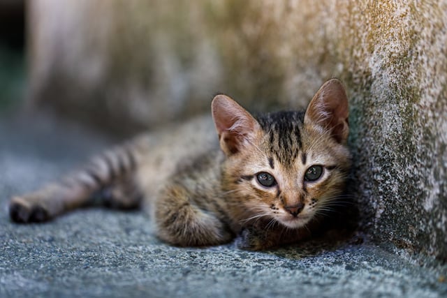 Un chaton errant allong&eacute; sur le sol