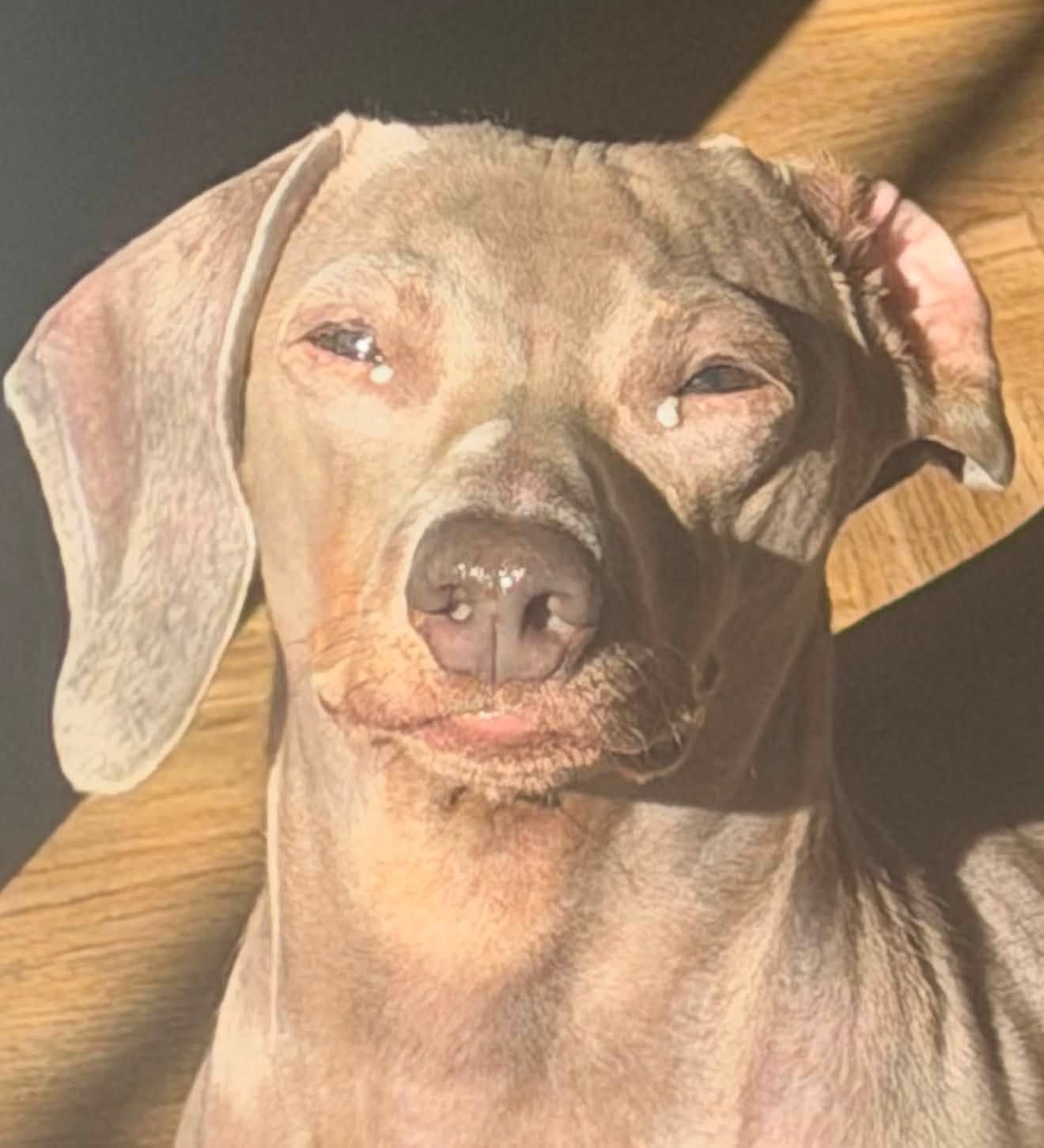 Un chien avec des probl&egrave;mes aux yeux