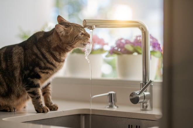 Un chat au robinet