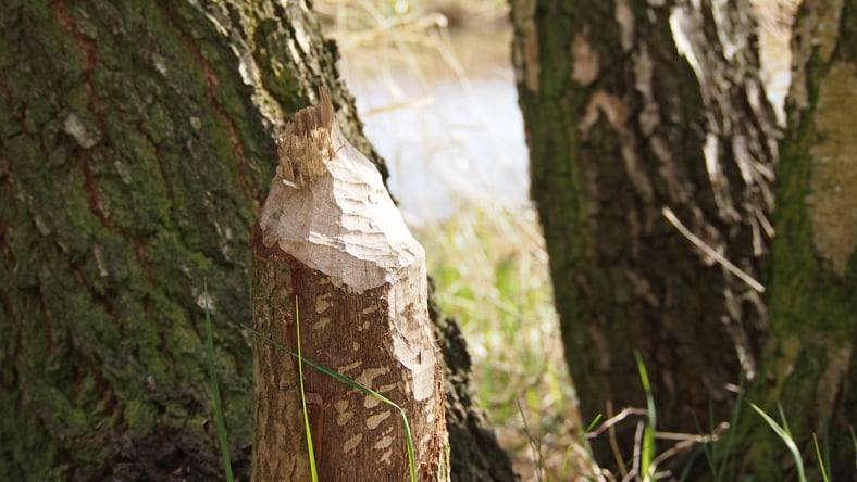 Un arbre rong&eacute;