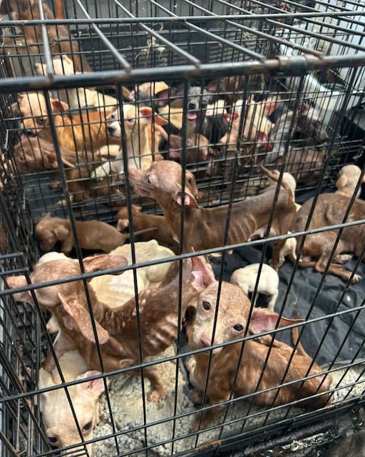 Une partie des chiens retrouv&eacute;s entass&eacute;s dans la caravane 