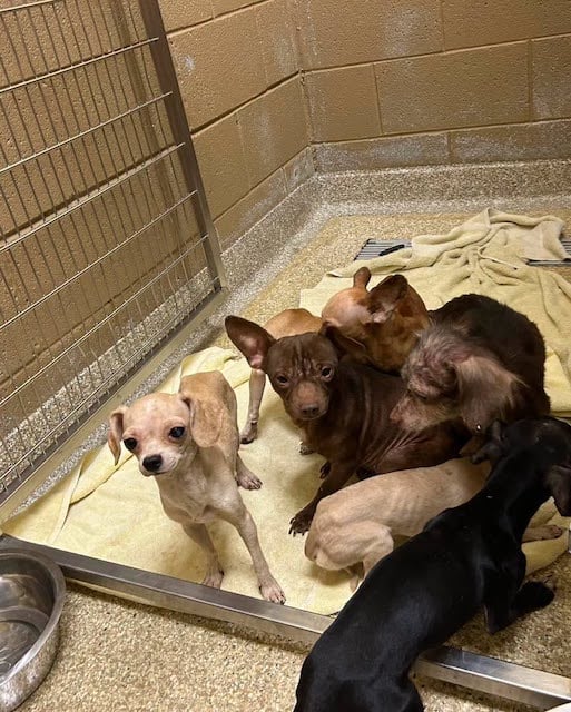 Une partie des chiens retrouv&eacute;s entass&eacute;s dans la caravane 