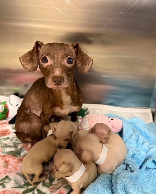 Une partie des chiens retrouv&eacute;s entass&eacute;s dans la caravane 
