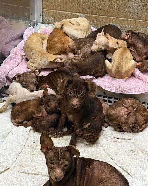 Une partie des chiens retrouv&eacute;s entass&eacute;s dans la caravane 