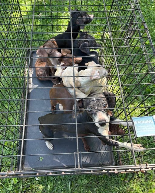 Une partie des chiens retrouv&eacute;s entass&eacute;s dans la caravane 