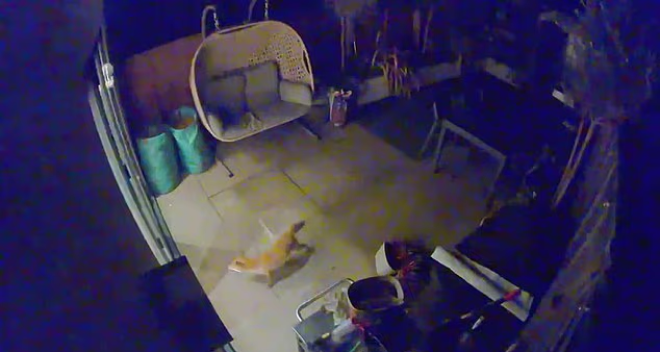 Le renard dans la maison
