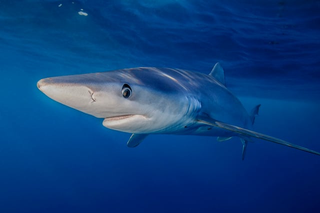 Un requin bleu