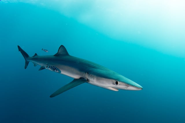 Un requin bleu dans l'oc&eacute;an