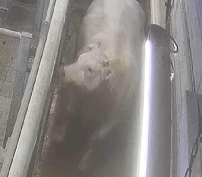 Une vache &agrave; l'abattoir