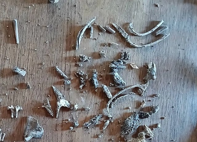 Les jambes sur la table sont principalement celles de f&oelig;tus, un bras &eacute;tant partiellement &eacute;tendu dans le coin gauche