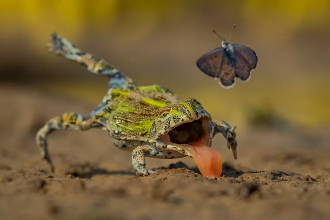 Une grenouille tente de manger un papillon