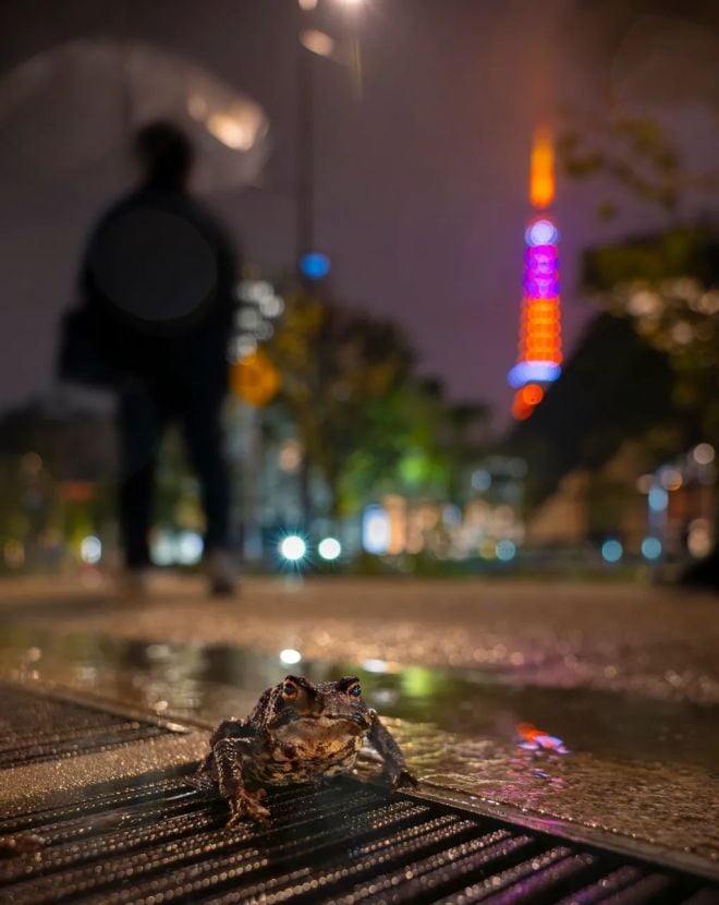 Un crapaud en pleine ville