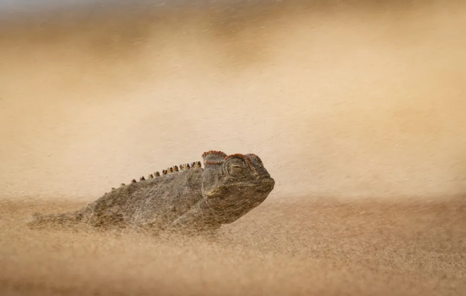 Un cam&eacute;l&eacute;on dans le d&eacute;sert
