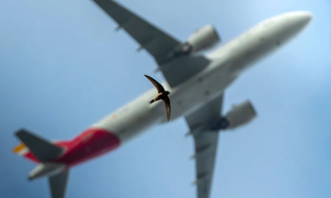 Un oiseau sous un avion
