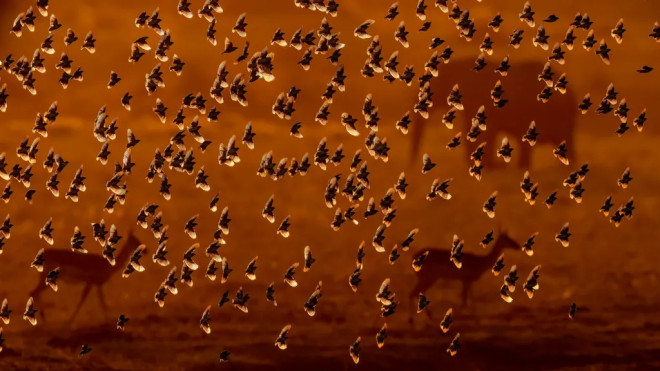 Un vol d'oiseaux