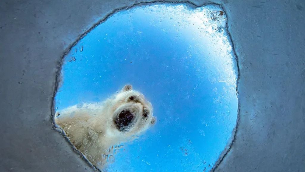Un ours polaire regarde dans le trou de la banquise