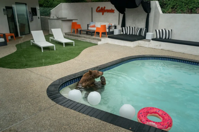 Un ours dans une piscine