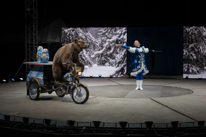 Un ours dans un cirque