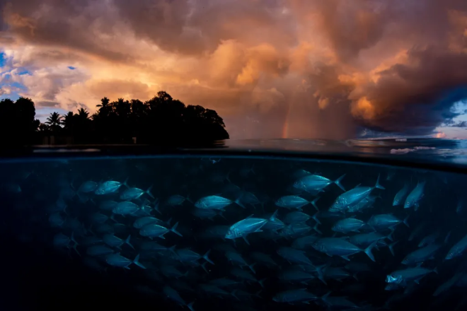 Des poissons sous l'eau