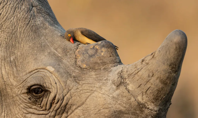 Un oiseau sur un rhinoc&eacute;ros
