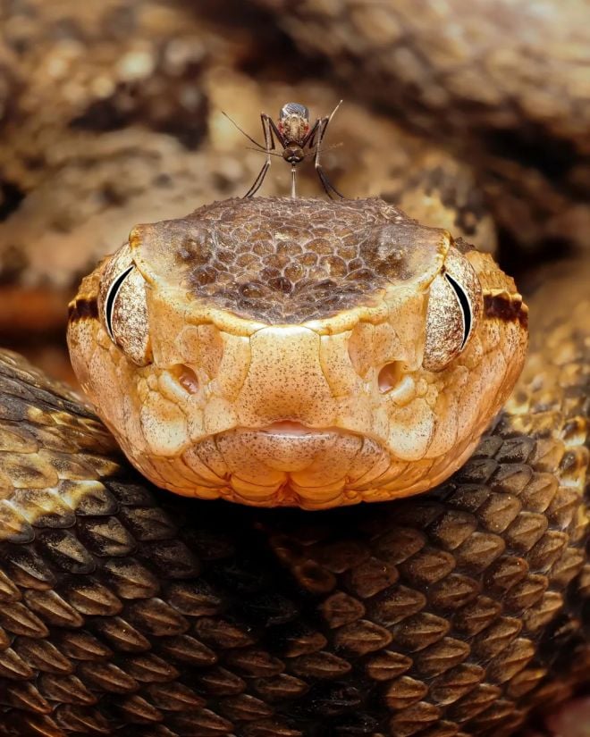 Un moustique sur la t&ecirc;te d'un serpent