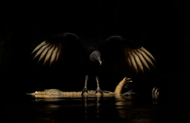 Un vautour au-dessus d'un ca&iuml;man mort