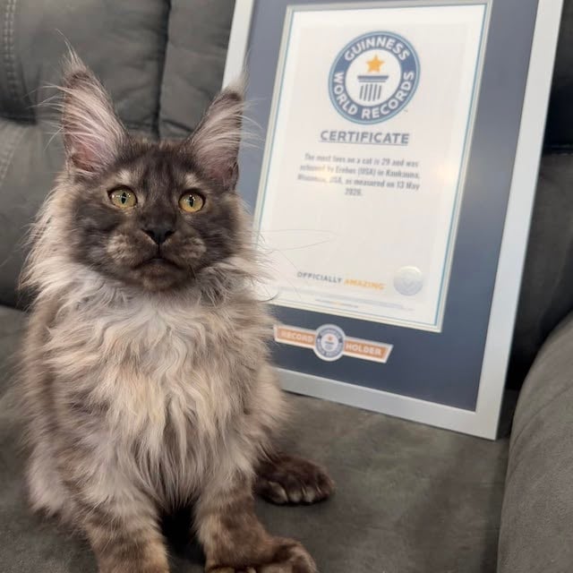 Erebus, le chat n&eacute; avec 29 doigts 