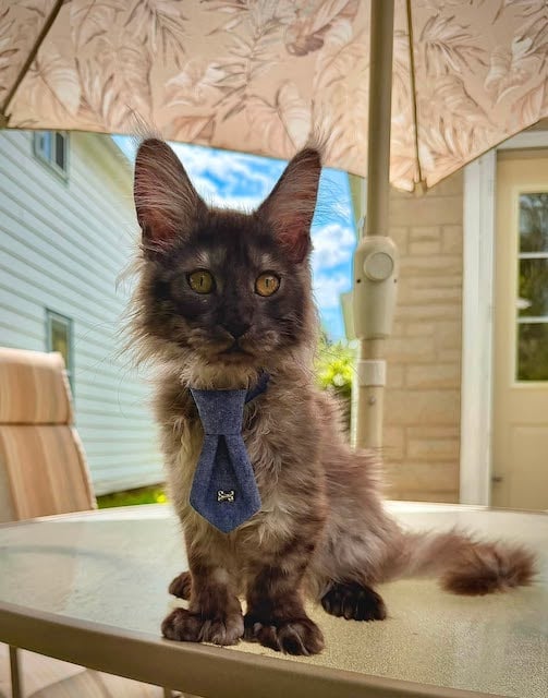 Erebus, le chat n&eacute; avec 29 doigts 