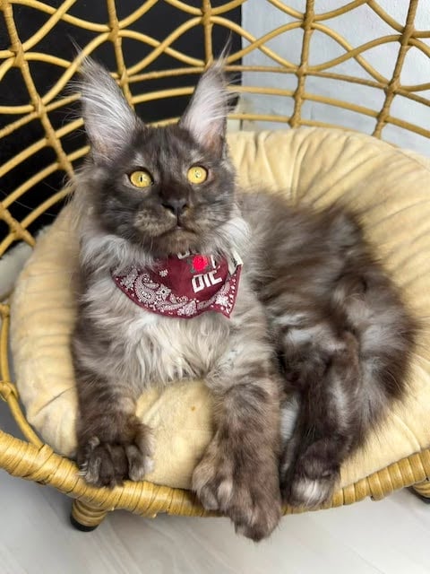 Erebus, le chat n&eacute; avec 29 doigts 
