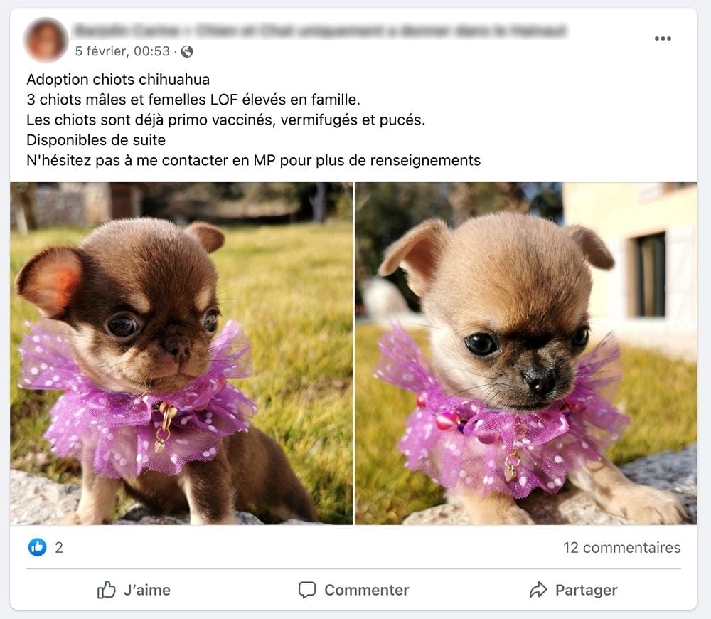 Une fausse annonce d'adoption