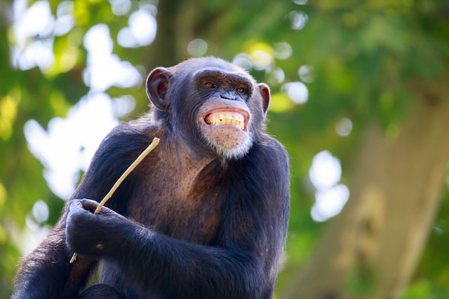 Un chimpanz&eacute; qui montre les dents