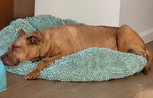 La chienne Nyla