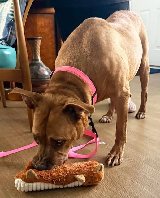 Nyla en train de jouer avec son jouet dans sa nouvelle maison