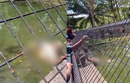 Un soigneur attaqu&eacute; par un crocodile