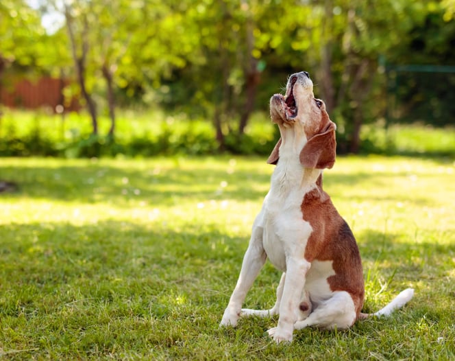 Un chien aboie