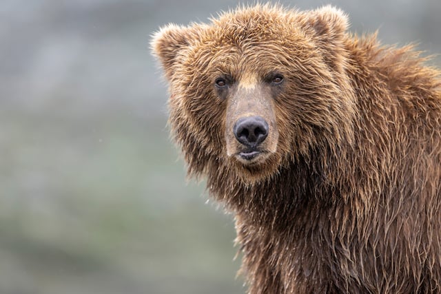 Gros plan sur un ours brun