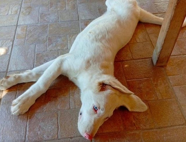 Casper, le chien albinos qui peine &agrave; trouver une famille &agrave; cause de son apparence particuli&egrave;re 