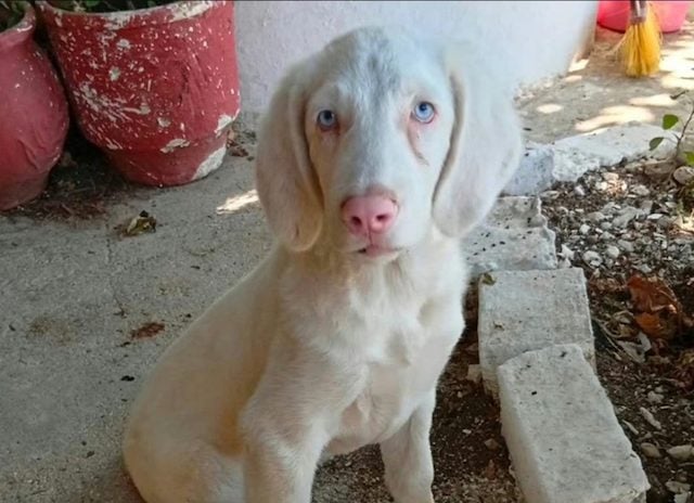 Casper, le chien albinos qui peine &agrave; trouver une famille &agrave; cause de son apparence particuli&egrave;re 