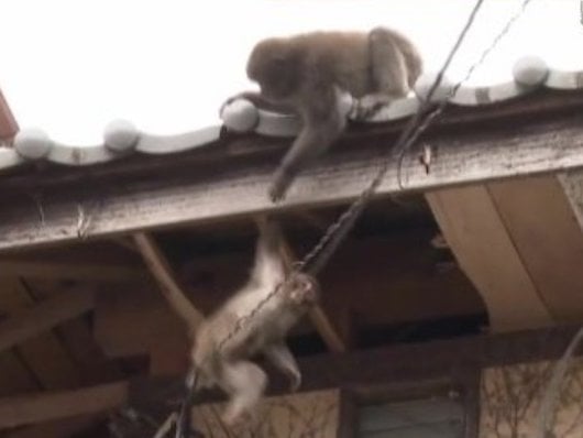 Des singes issus de la &laquo;&nbsp;Troop T1&nbsp;&raquo;