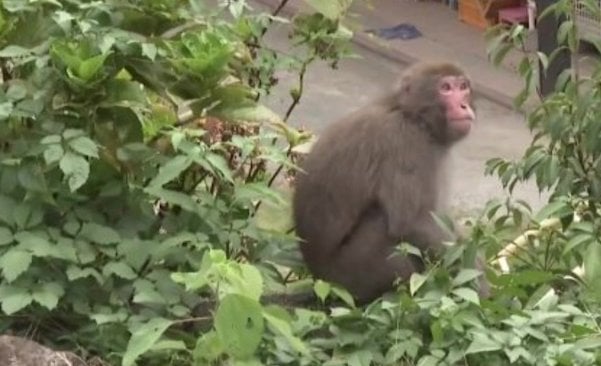 Un macaque japonais