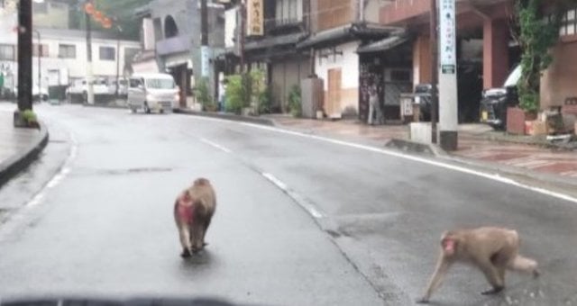 Des singes issus de la &laquo;&nbsp;Troop T1&nbsp;&raquo;