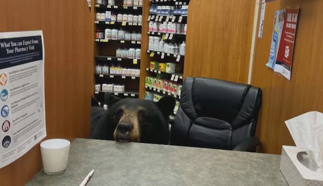L'ourse noire dans la pharmacie