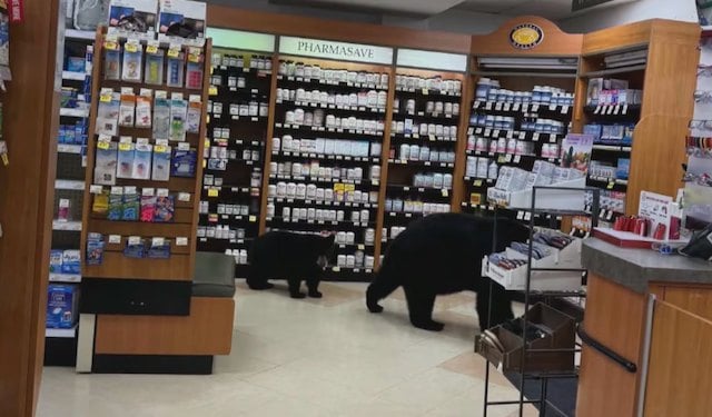 L'ourse noire et son petit dans la pharmacie
