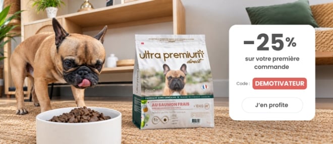 un chien mange des croquettes Ultra premium direct