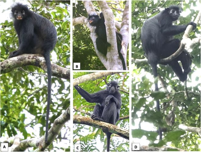 Le singe d&eacute;couvert