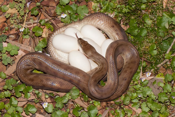 Un serpent prot&egrave;ge ses oeufs