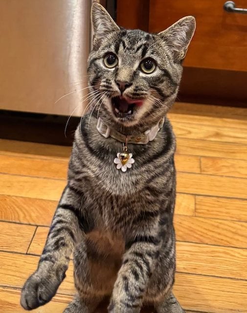 Le chat tigr&eacute; Finn