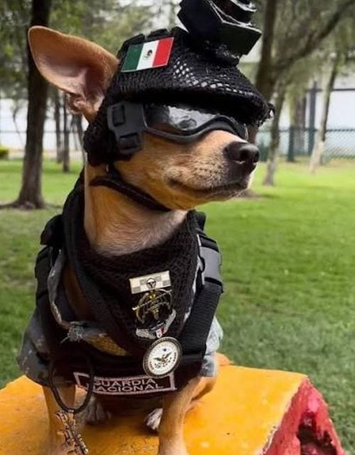 Comando, le chihuahua de 13 mois qui vient d&rsquo;int&eacute;grer la Garde nationale mexicaine 