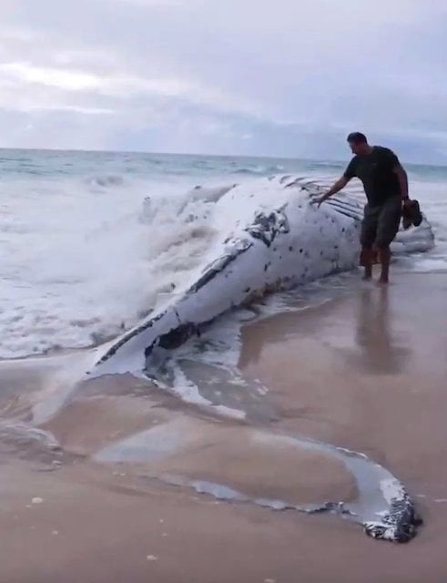 La carcasse de la baleine &eacute;chou&eacute;e sur la plage 