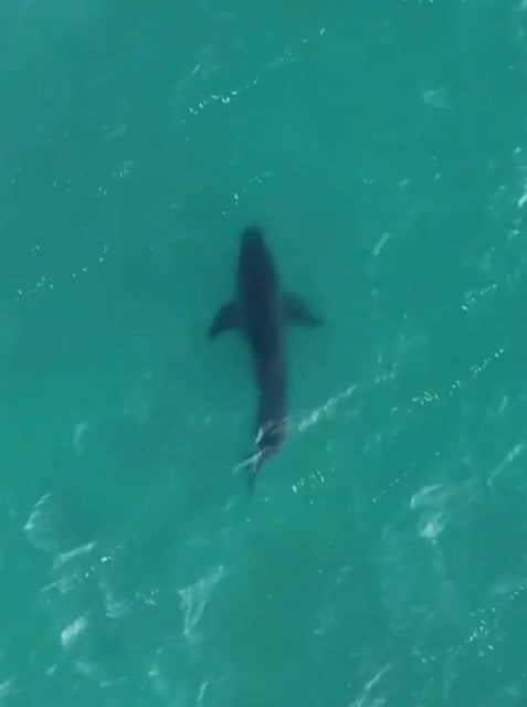 Un grand requin blanc nageant pr&egrave;s du rivage de City Beach &agrave; Perth
